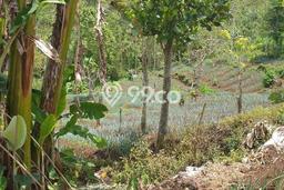 Tanah Dijual Lokasi Strategis di Buleleng dengan Luas 13000m2 Tanah Dijual Lokasi Strategis di Buleleng dengan Luas 13000m2