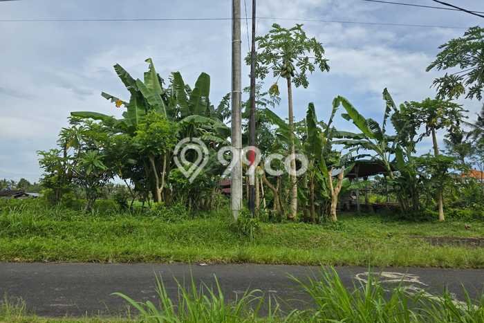 Untuk Dijual Tanah 2490m2 di Pejeng, Gianyar Untuk Dijual Tanah 2490m2 di Pejeng, Gianyar