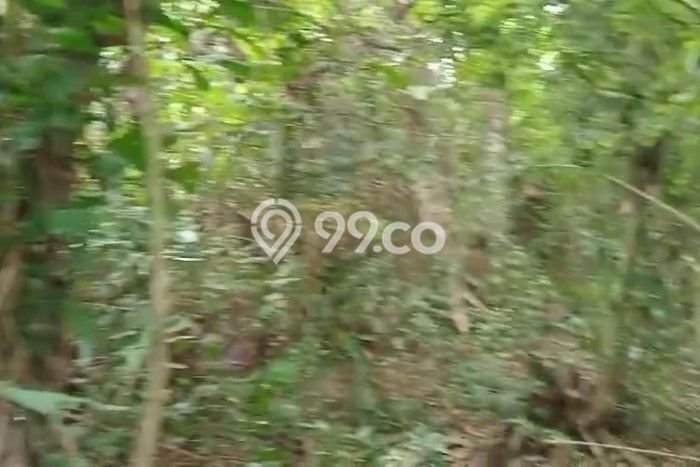 Untuk Dijual Tanah di Gianyar, Luas 8000m2 SHM Untuk Dijual Tanah di Gianyar, Luas 8000m2 SHM