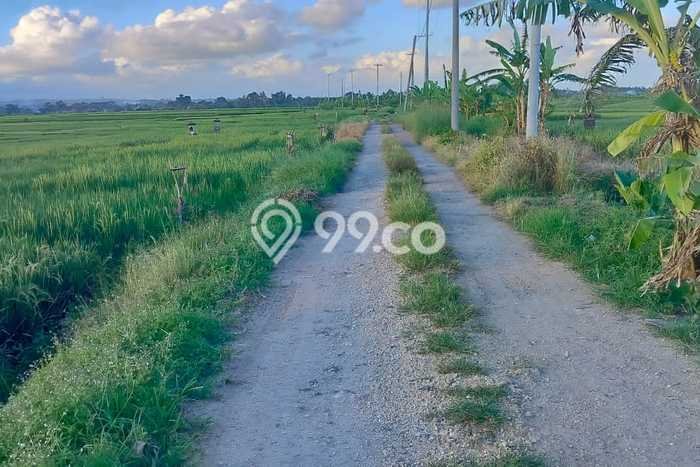 Tanah Siap Bangun Dijual di Tabanan Punya Luas 4200m2 Tanah Siap Bangun Dijual di Tabanan Punya Luas 4200m2