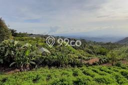 Tanah Kavling Dijual di Munduk, Buleleng dengan Luas Tanah 8750m2 Tanah Kavling Dijual di Munduk, Buleleng dengan Luas Tanah 8750m2