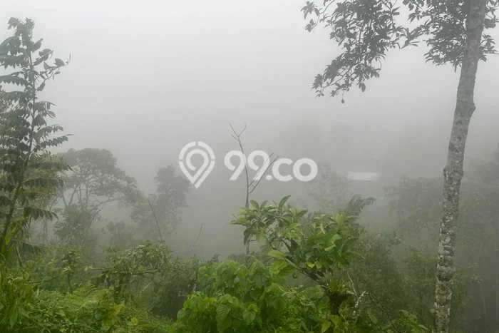 Tanah Kavling Dijual di Munduk, Buleleng dengan Luas Tanah 16980m2 Tanah Kavling Dijual di Munduk, Buleleng dengan Luas Tanah 16980m2