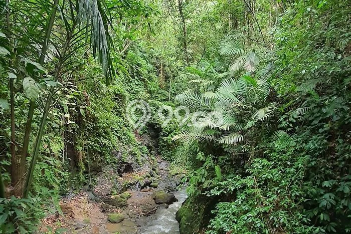 Tanah Kavling Dijual di Gianyar dengan Spesifikasi 1705m2 Tanah Kavling Dijual di Gianyar dengan Spesifikasi 1705m2