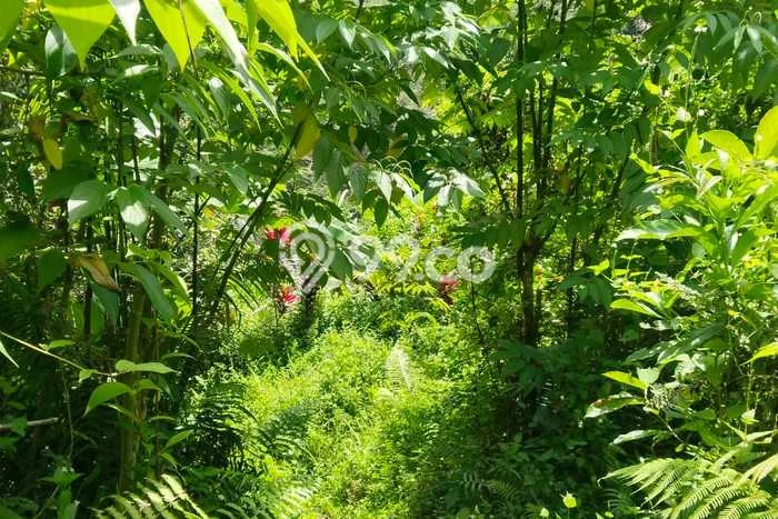 Tanah Komersial Dijual di Tampaksiring Gianyar 2700m2 Tanah Komersial Dijual di Tampaksiring Gianyar 2700m2