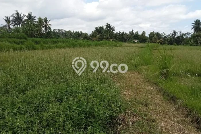 Kavling Tanah untuk Dijual di Pejeng, Gianyar, Luas 3700m2 Kavling Tanah untuk Dijual di Pejeng, Gianyar, Luas 3700m2