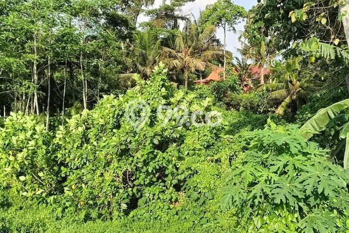 Tanah Kavling Dijual di Lodtunduh, Gianyar dengan Luas Tanah 1700m2 Tanah Kavling Dijual di Lodtunduh, Gianyar dengan Luas Tanah 1700m2
