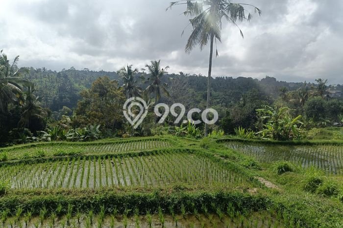 Untuk Dijual Tanah di Gianyar, Luas 45000m2 SHM Untuk Dijual Tanah di Gianyar, Luas 45000m2 SHM