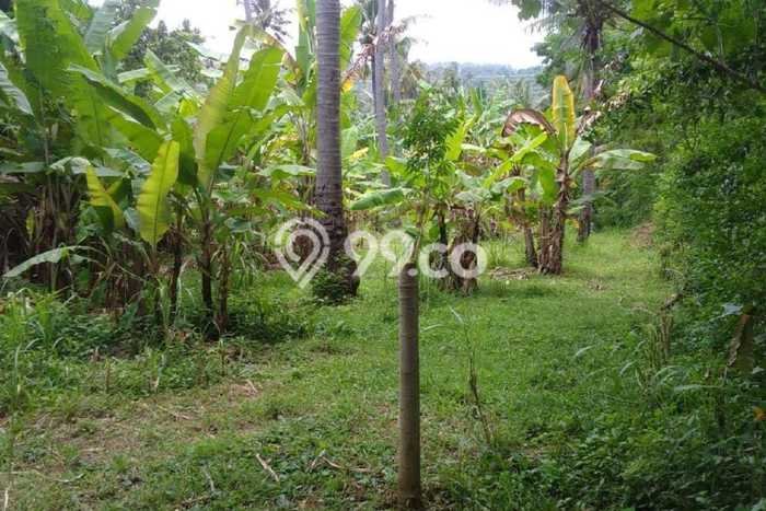 Dijual Tanah 7415m2 di Temukus, Buleleng Dijual Tanah 7415m2 di Temukus, Buleleng