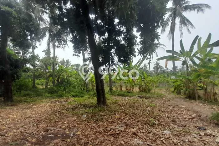 Tanah di Kubutambahan, Buleleng Luas 6400m2 Dijual Segera Tanah di Kubutambahan, Buleleng Luas 6400m2 Dijual Segera
