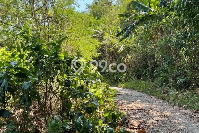 Tanah Dijual Lokasi Strategis di Tabanan dengan Luas 2500m2 Tanah Dijual Lokasi Strategis di Tabanan dengan Luas 2500m2