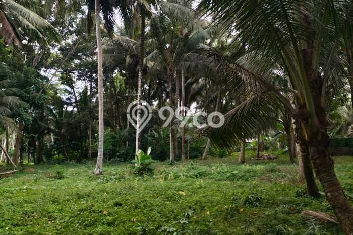 Kavling Tanah untuk Dijual di Pejeng, Gianyar, Luas 15000m2 Kavling Tanah untuk Dijual di Pejeng, Gianyar, Luas 15000m2