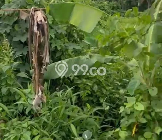 Tanah Kavling Dijual di Mas, Gianyar dengan Luas Tanah 2600m2 Tanah Kavling Dijual di Mas, Gianyar dengan Luas Tanah 2600m2