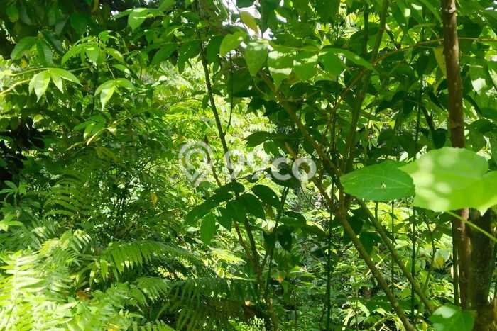 Tanah Komersial Dijual di Tampaksiring Gianyar 2700m2 Tanah Komersial Dijual di Tampaksiring Gianyar 2700m2