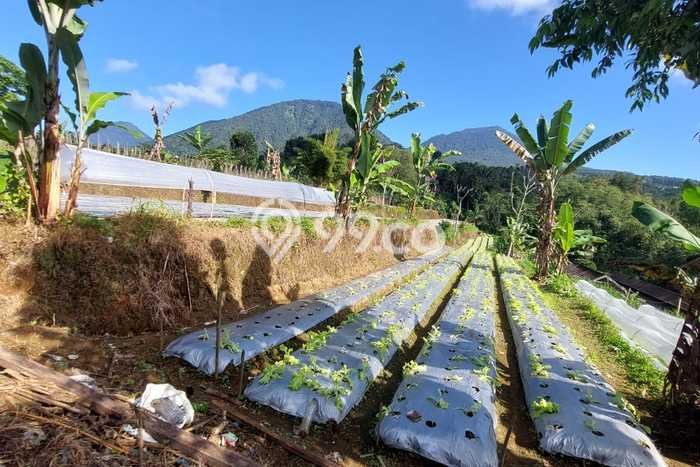 Tanah untuk Dijual Lokasi Baturiti, Tabanan Luas 13000m2 SHM Tanah untuk Dijual Lokasi Baturiti, Tabanan Luas 13000m2 SHM