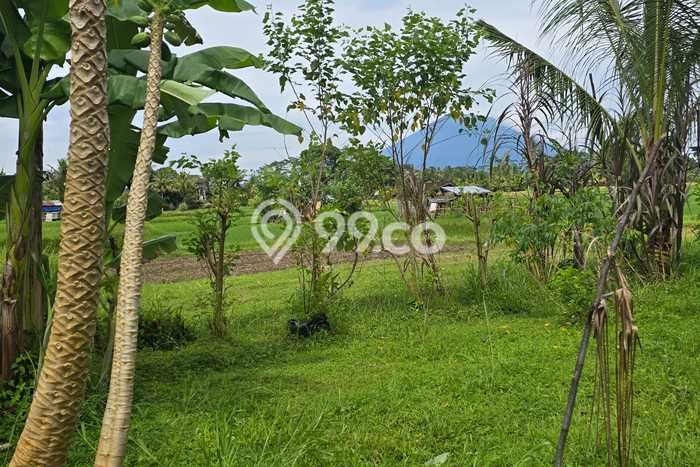 Untuk Dijual Tanah 2490m2 di Pejeng, Gianyar Untuk Dijual Tanah 2490m2 di Pejeng, Gianyar