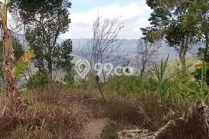 Lahan untuk Dijual di Kintamani Bangli Luas 16700m2 Lahan untuk Dijual di Kintamani Bangli Luas 16700m2