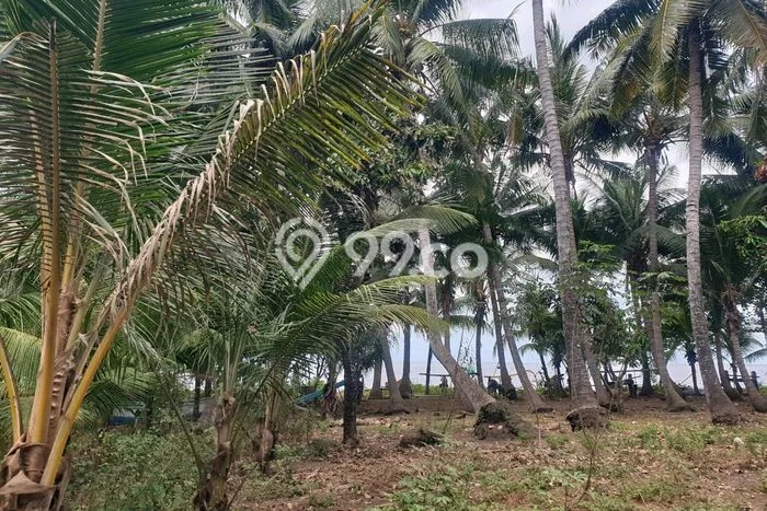 Lahan Kosong Dijual di Buleleng dengan Area 4000m2 Lahan Kosong Dijual di Buleleng dengan Area 4000m2