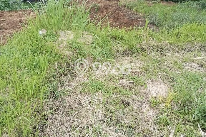 Kavling Tanah untuk Dijual di Pejeng, Gianyar, Luas 3700m2 Kavling Tanah untuk Dijual di Pejeng, Gianyar, Luas 3700m2