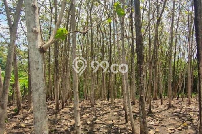 Jual Tanah Lokasi Strategis di , Luas 2200m2m², Akses Tabanan, Tabanan Jual Tanah Lokasi Strategis di , Luas 2200m2m², Akses Tabanan, Tabanan