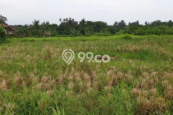 Tanah Kavling Dijual di Kemenuh, Gianyar dengan Luas Tanah 3100m2 Tanah Kavling Dijual di Kemenuh, Gianyar dengan Luas Tanah 3100m2