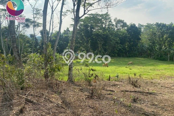 Tanah Dijual di Bogor Seluas 5500m2 Strategis Tanah Dijual di Bogor Seluas 5500m2 Strategis