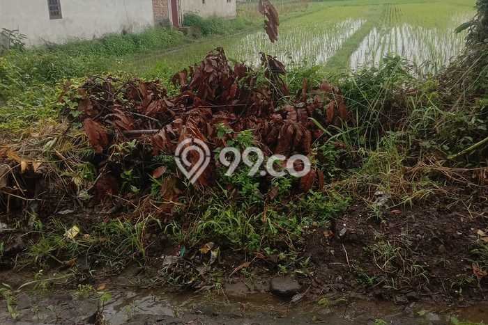 Kavling Tanah Dijual di Sleman Sleman Spesifikasi 700m2 Kavling Tanah Dijual di Sleman Sleman Spesifikasi 700m2