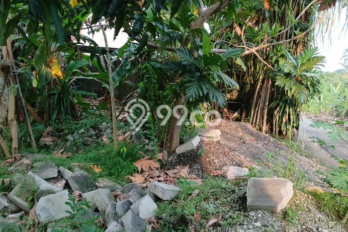Tanah Disewa di Pererenan Strategis dan Memiliki Luas 450m2 Tanah Disewa di Pererenan Strategis dan Memiliki Luas 450m2