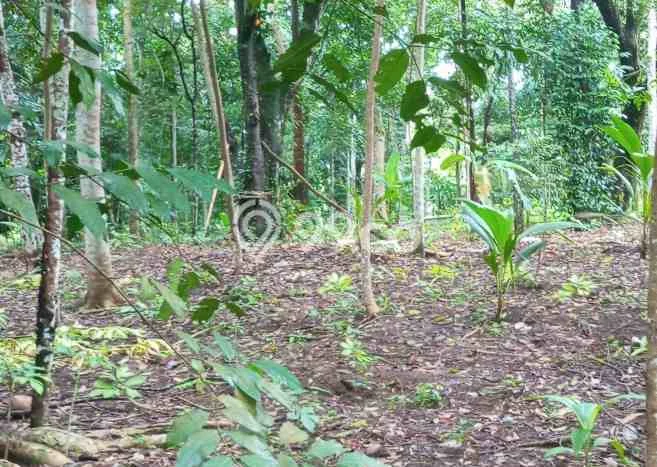 Kavling Tanah Dijual di Cinangka Serang Spesifikasi 2874m2 Kavling Tanah Dijual di Cinangka Serang Spesifikasi 2874m2