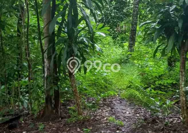 Kavling Tanah Dijual di Cinangka Serang Spesifikasi 2874m2 Kavling Tanah Dijual di Cinangka Serang Spesifikasi 2874m2