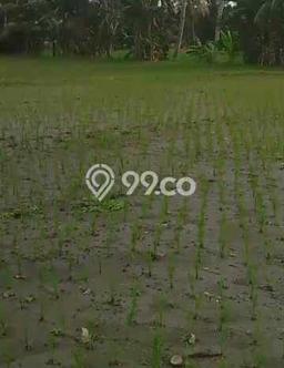 Tanah Kavling untuk Dijual di Sempu Banyuwangi 6850m2 Tanah Kavling untuk Dijual di Sempu Banyuwangi 6850m2