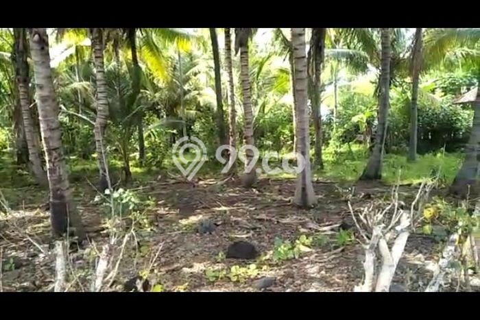 Jarang Ada! Tanah di Tejakula Punya Luas 4500m2 - Jarang Ada! Tanah di Tejakula Punya Luas 4500m2 -