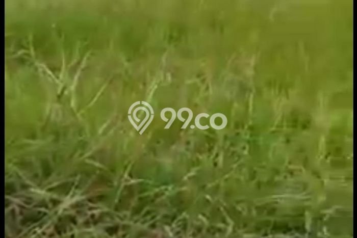 Disewakan Tanah di canggu Badung Seluas 2500m2 Disewakan Tanah di canggu Badung Seluas 2500m2