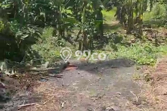 Tanah Siap Bangun Dijual di Gianyar Punya Luas 4200m2 Tanah Siap Bangun Dijual di Gianyar Punya Luas 4200m2