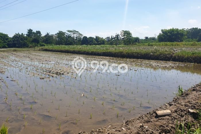 Tanah Dijual Area Strategis di Tulikup Gianyar 380000m2 Tanah Dijual Area Strategis di Tulikup Gianyar 380000m2