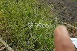 Disewakan Tanah di Badung, Luas 1300m2 Area Berkembang Disewakan Tanah di Badung, Luas 1300m2 Area Berkembang