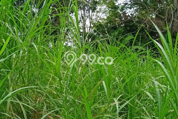 Dijual Tanah Lokasi Lodtunduh, Gianyar Seluas 4800m2 Dijual Tanah Lokasi Lodtunduh, Gianyar Seluas 4800m2