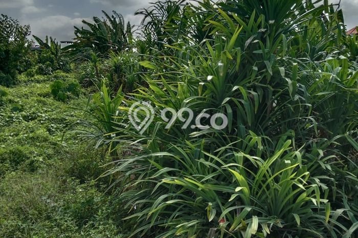 Tanah untuk Disewa di Badung Luas 2250m2 Tanah untuk Disewa di Badung Luas 2250m2
