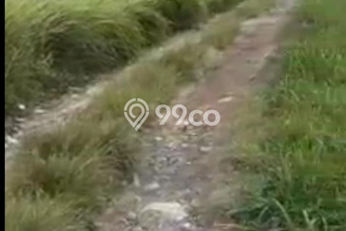 Disewakan Tanah di canggu Badung Seluas 2500m2 Disewakan Tanah di canggu Badung Seluas 2500m2
