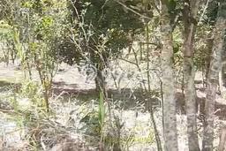 Tanah Siap Bangun Dijual di Bangli Punya Luas 25000m2 Tanah Siap Bangun Dijual di Bangli Punya Luas 25000m2