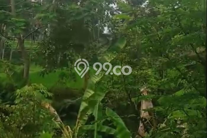 Tanah Kavling Dijual di Gianyar dengan Spesifikasi 1000m2 Tanah Kavling Dijual di Gianyar dengan Spesifikasi 1000m2