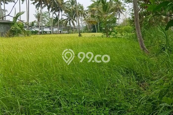 Dijual Tanah Lokasi Lodtunduh, Gianyar Seluas 4800m2 Dijual Tanah Lokasi Lodtunduh, Gianyar Seluas 4800m2