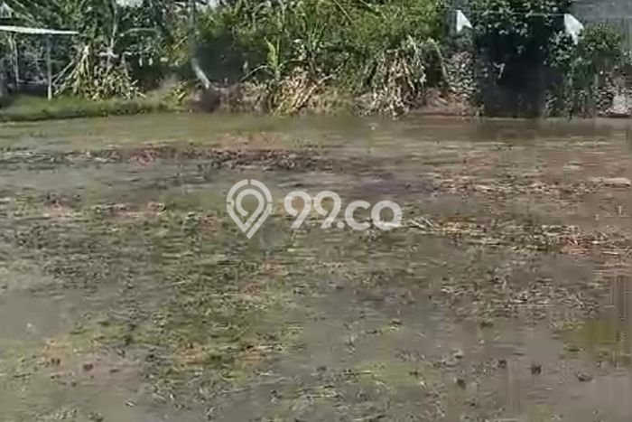 Untuk Disewa Tanah di canggu Badung Seluas 800m2 Untuk Disewa Tanah di canggu Badung Seluas 800m2