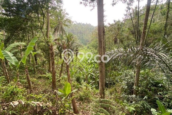 Disewakan Tanah di Payangan Luas 2700m2 - Disewakan Tanah di Payangan Luas 2700m2 -