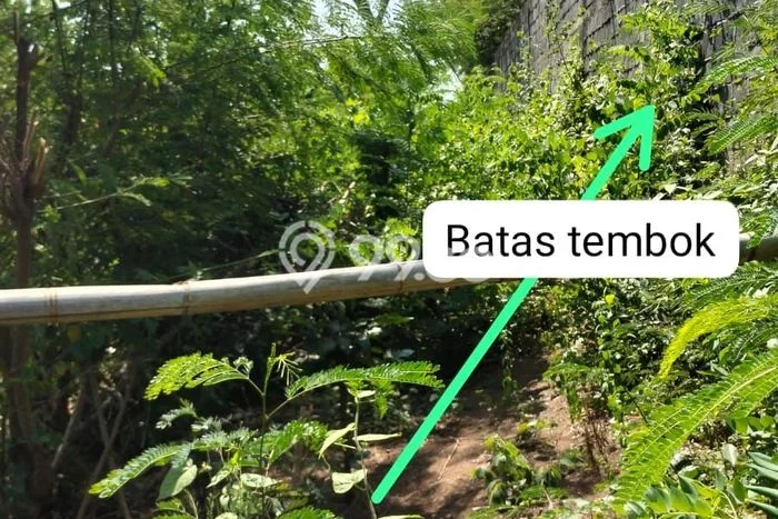 Tanah Investasi Dijual di Badung Punya Luas 1500m2 Tanah Investasi Dijual di Badung Punya Luas 1500m2