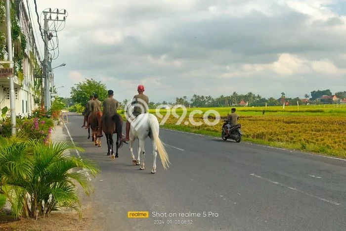 Tanah Dijual Lokasi Kediri, Tabanan Luas 6600m2 Legalitas Aman Tanah Dijual Lokasi Kediri, Tabanan Luas 6600m2 Legalitas Aman