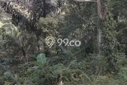 Dijual Tanah di Tegallalang Gianyar Luas 3000m2 - Dijual Tanah di Tegallalang Gianyar Luas 3000m2 -