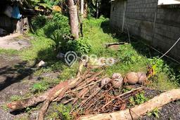 Tanah Siap Bangun Dijual di Gianyar Punya Luas 1000m2 Tanah Siap Bangun Dijual di Gianyar Punya Luas 1000m2