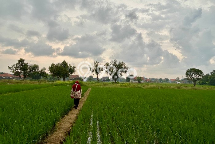 Untuk Dijual Tanah di Cirebon, Luas 550m2 SHM Untuk Dijual Tanah di Cirebon, Luas 550m2 SHM