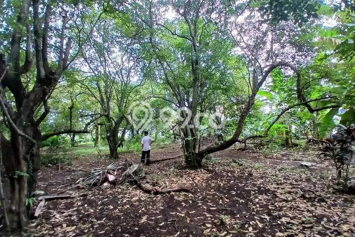 Untuk Dijual Tanah di Depok, Luas 1981m2 SHM Untuk Dijual Tanah di Depok, Luas 1981m2 SHM