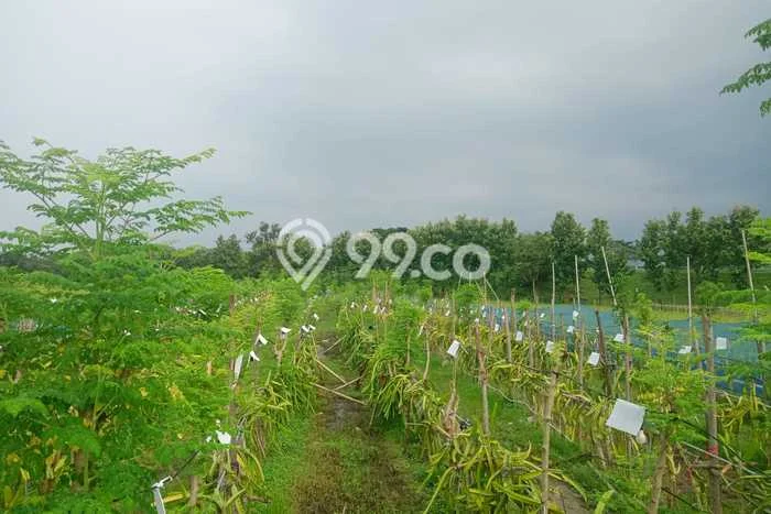 Lahan Kosong Dijual di Kertajati, Majalengka, Luas 2543m2 Area Strategis Lahan Kosong Dijual di Kertajati, Majalengka, Luas 2543m2 Area Strategis